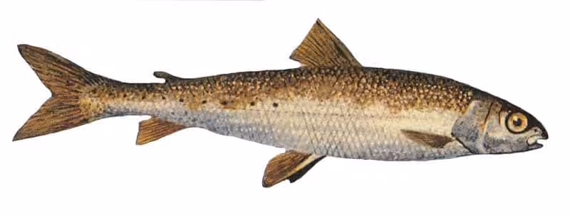 Ilustrasi dokumenter Prosopium cylindraceum.