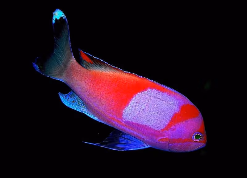 Dokumentasi Pseudanthias pleurotaenia