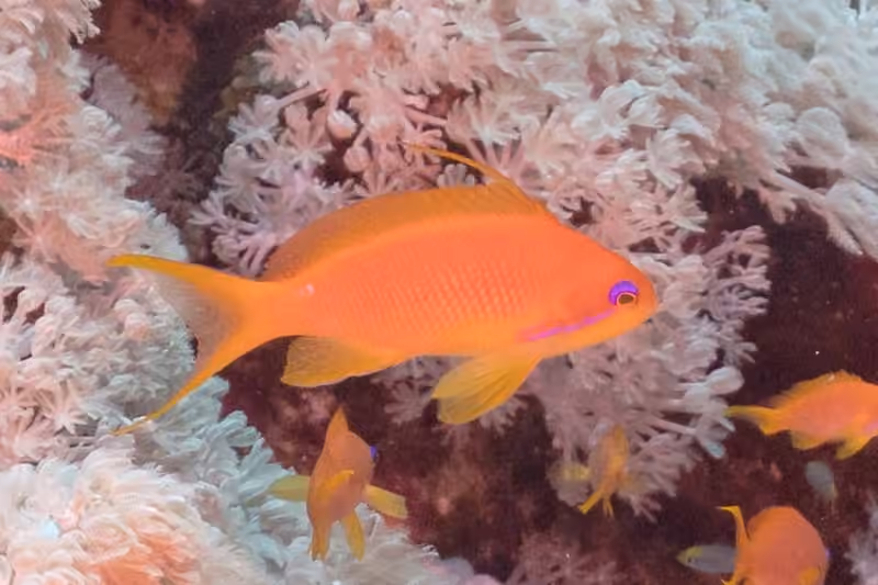 Dokumentasi Pseudanthias squamipinnis