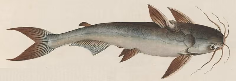 Ilustrasi dokumenter Pseudauchenipterus nodosus.