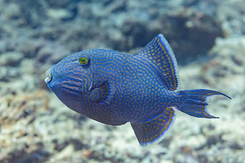 Dokumentasi Pseudobalistes fuscus