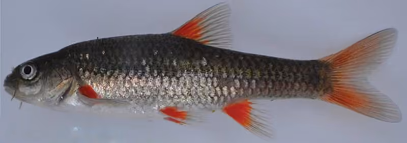 Dokumentasi Pseudobarbus afer