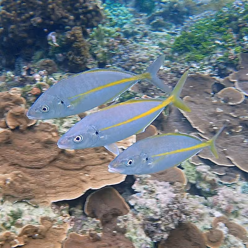 Dokumentasi Pseudocaranx dentex
