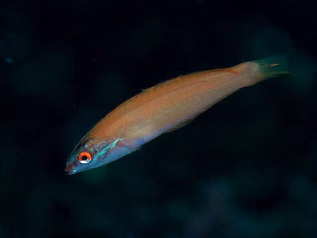 Dokumentasi Pseudocoris yamashiroi