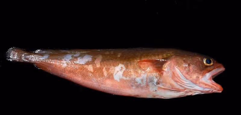 Dokumentasi Pseudophycis bachus