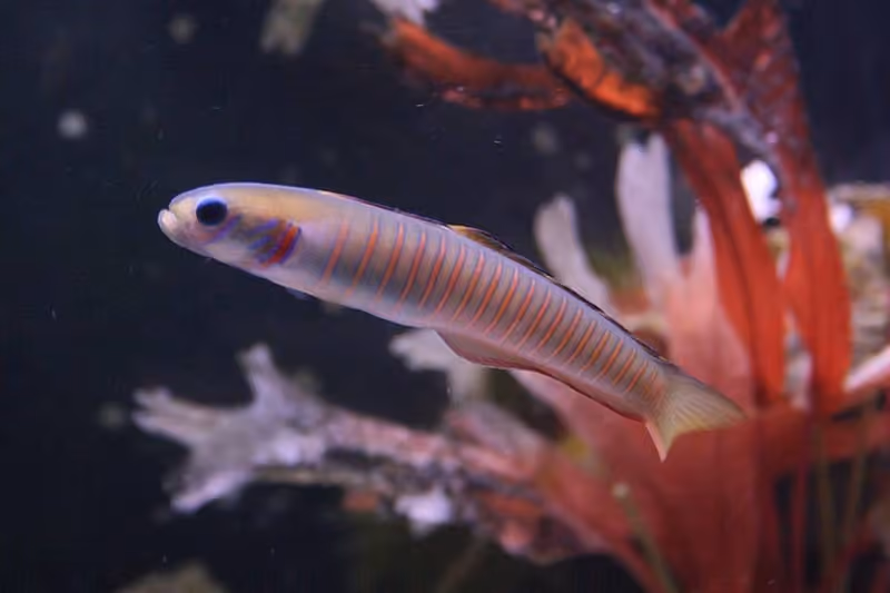 Dokumentasi Ptereleotris zebra