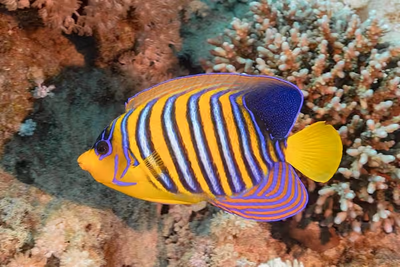 Dokumentasi Pygoplites diacanthus
