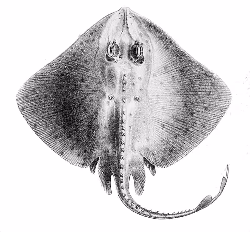 Ilustrasi dokumenter Raja miraletus.