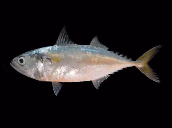Dokumentasi Rastrelliger brachysoma
