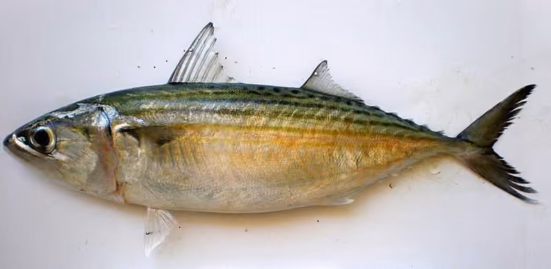 Dokumentasi Rastrelliger kanagurta