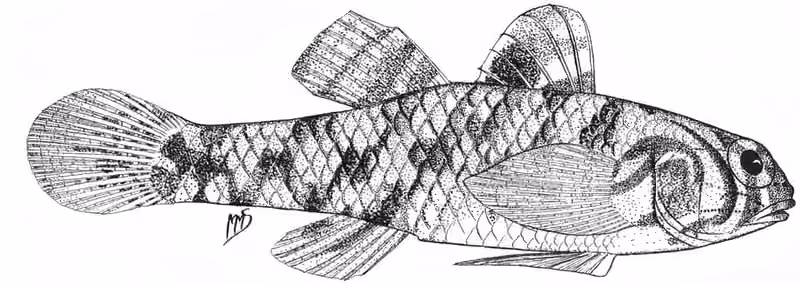 Dokumentasi Redigobius dewaali