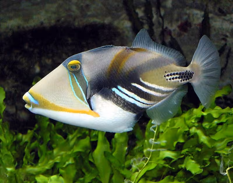 Dokumentasi Rhinecanthus aculeatus