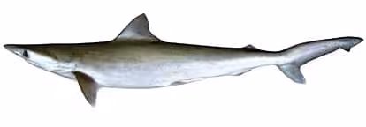 Dokumentasi Rhizoprionodon oligolinx