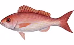 Ilustrasi dokumenter Rhomboplites aurorubens.