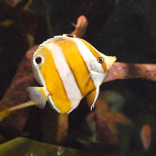 Dokumentasi Roa modesta