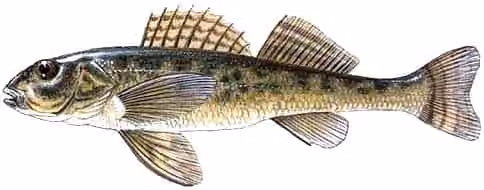 Dokumentasi Romanichthys valsanicola