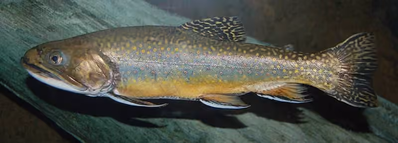 Dokumentasi Salvelinus fontinalis