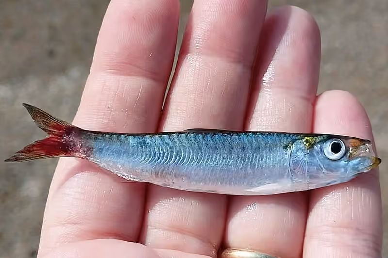 Dokumentasi Sardina pilchardus