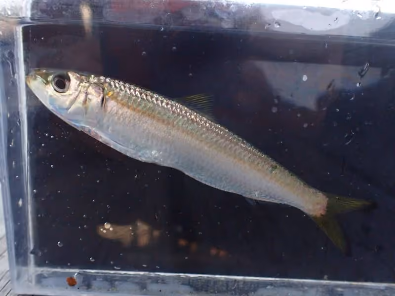 Dokumentasi Sardinella aurita