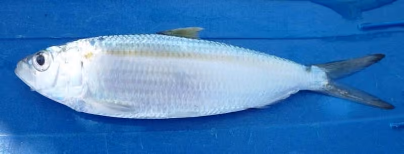 Dokumentasi Sardinella maderensis