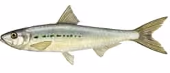 Ilustrasi dokumenter Sardinops sagax.