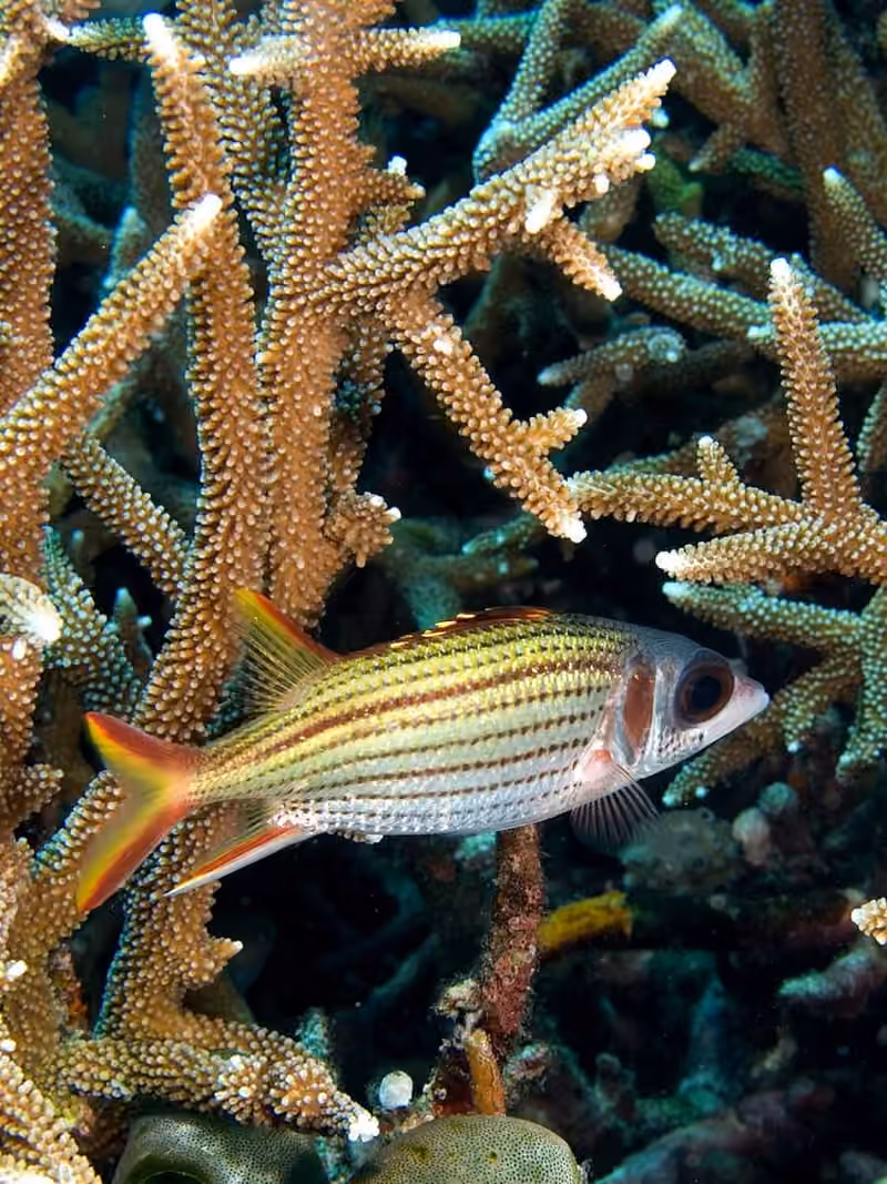 Dokumentasi Sargocentron microstoma