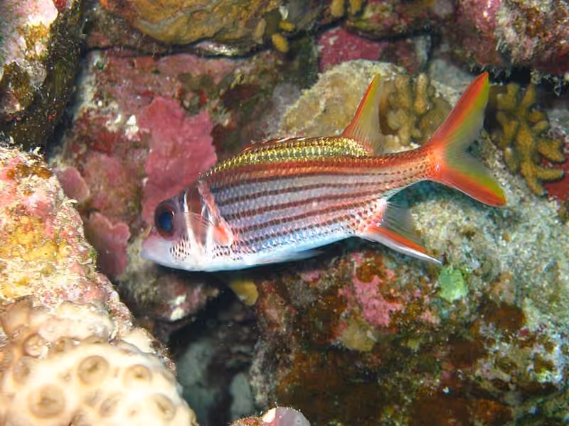 Dokumentasi Sargocentron rubrum