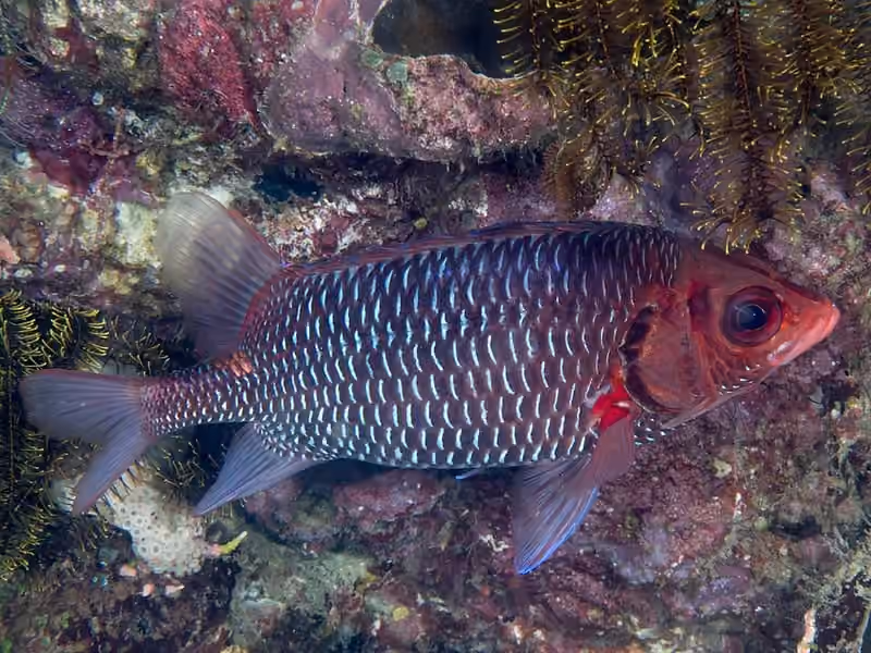 Dokumentasi Sargocentron violaceum