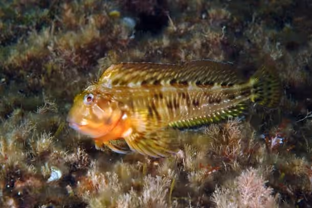 Dokumentasi Scartella cristata