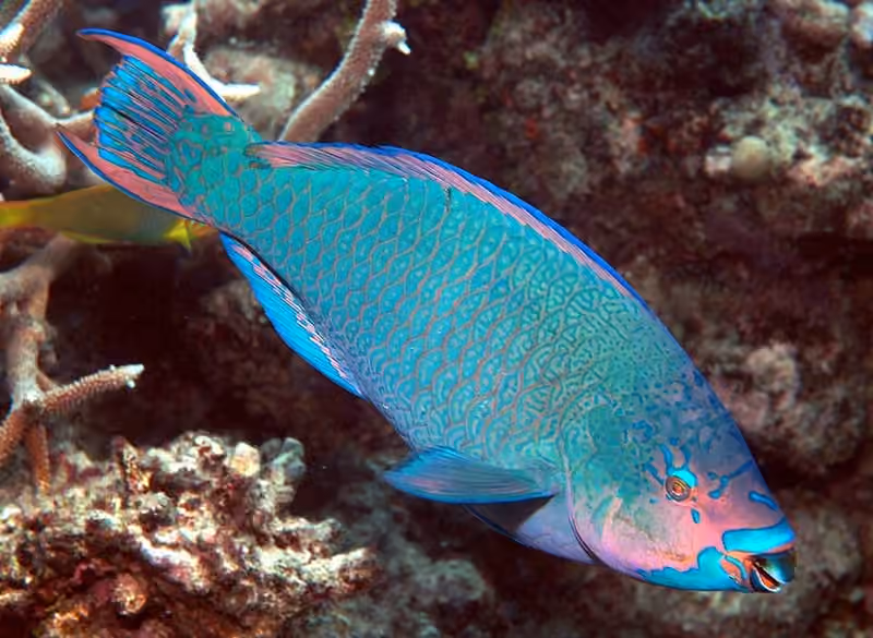 Dokumentasi Scarus altipinnis