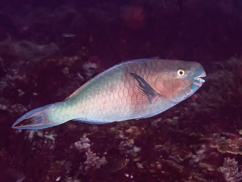 Dokumentasi Scarus rubroviolaceus