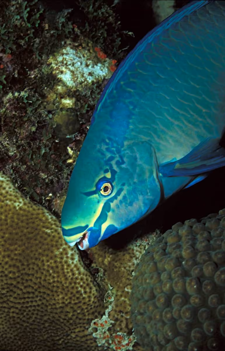 Dokumentasi Scarus vetula