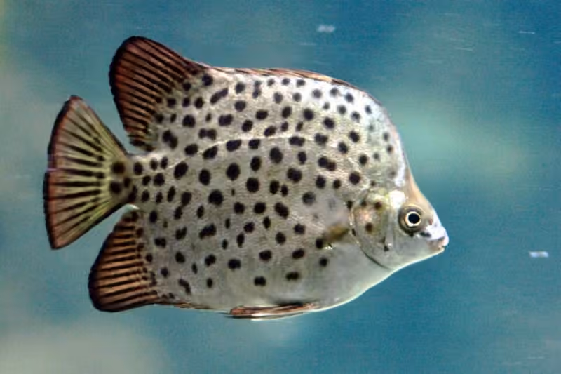 Dokumentasi Scatophagus argus