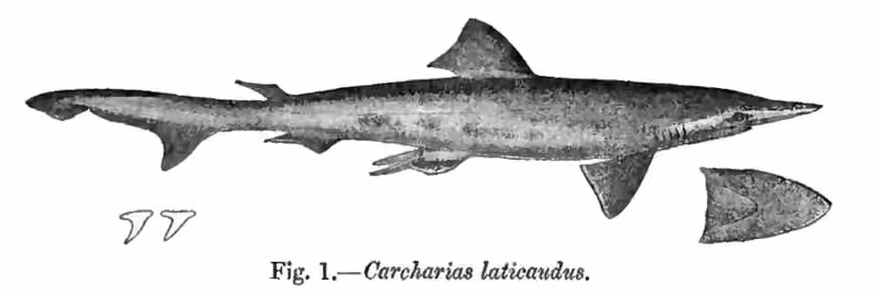 Lembar ilustrasi dokumenter Scoliodon laticaudus dengan beberapa gambar dan detail.