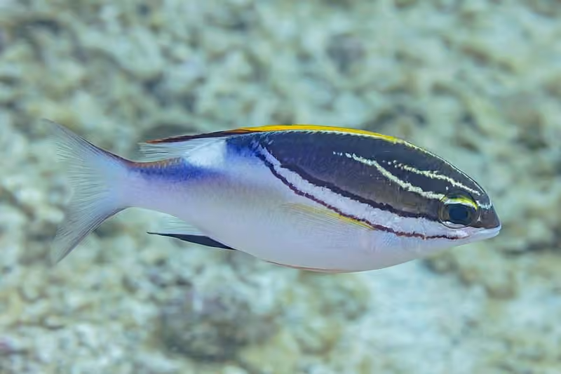 Dokumentasi Scolopsis bilineata