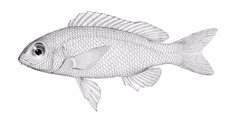 Ilustrasi dokumenter Scolopsis ciliata.