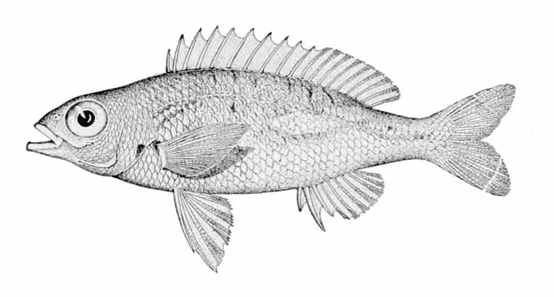Ilustrasi dokumenter Scolopsis xenochrous.