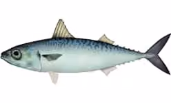 Ilustrasi dokumenter Scomber japonicus.