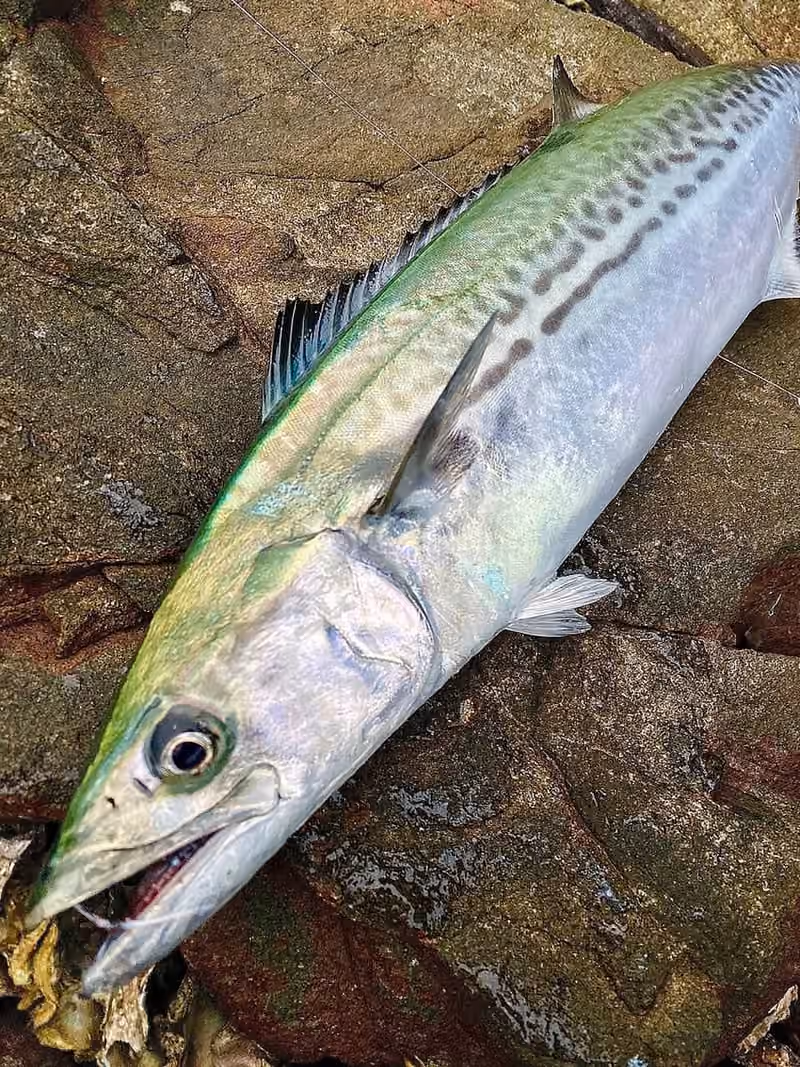 Dokumentasi Scomberomorus niphonius