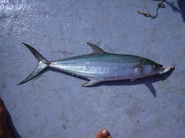 Dokumentasi Scomberomorus plurilineatus