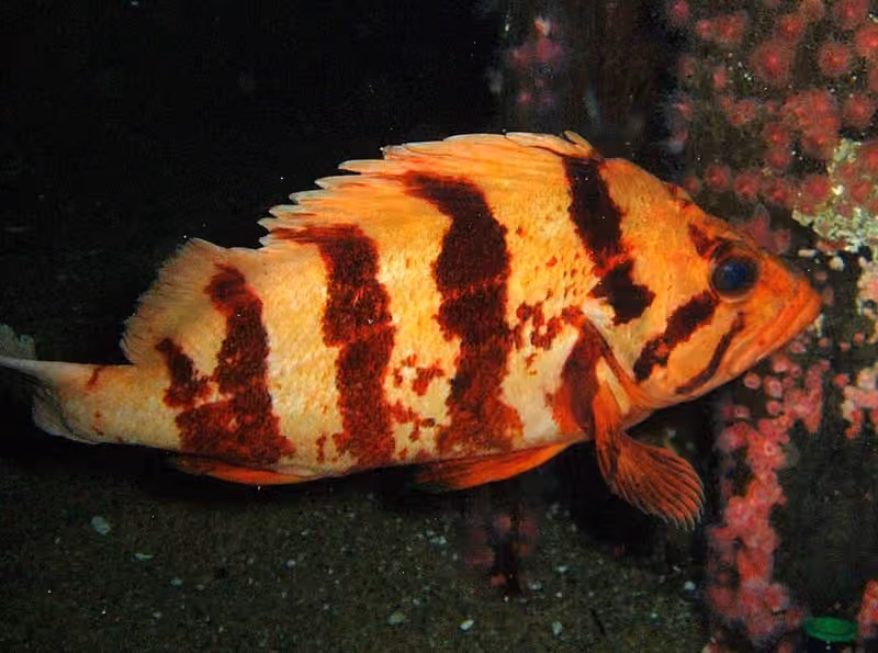 Dokumentasi Sebastes nigrocinctus
