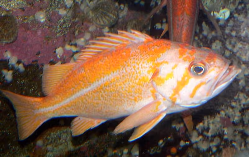 Dokumentasi Sebastes pinniger