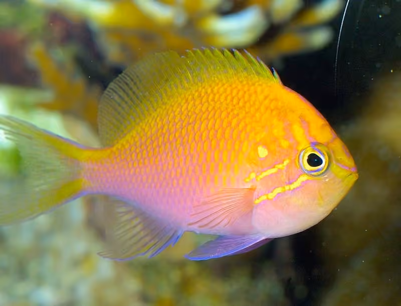 Dokumentasi Serranocirrhitus latus