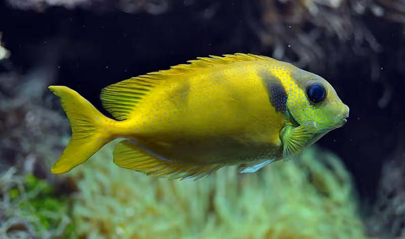 Dokumentasi Siganus corallinus