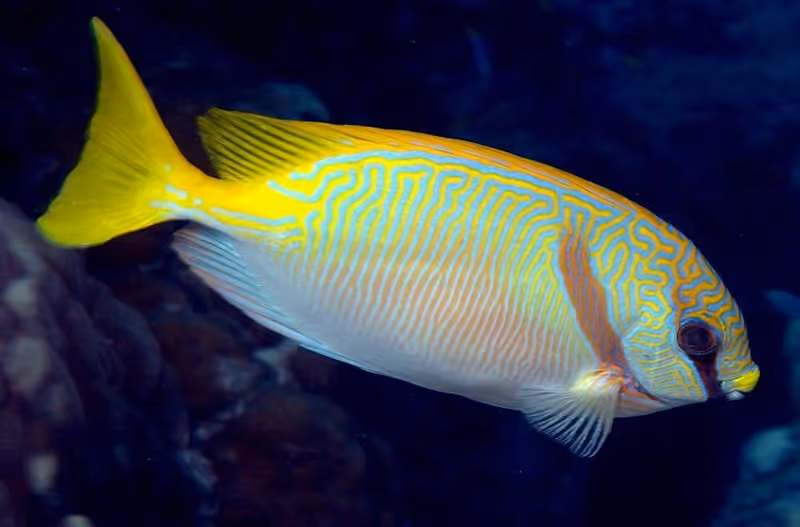 Dokumentasi Siganus doliatus