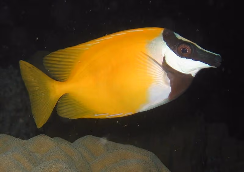 Dokumentasi Siganus vulpinus