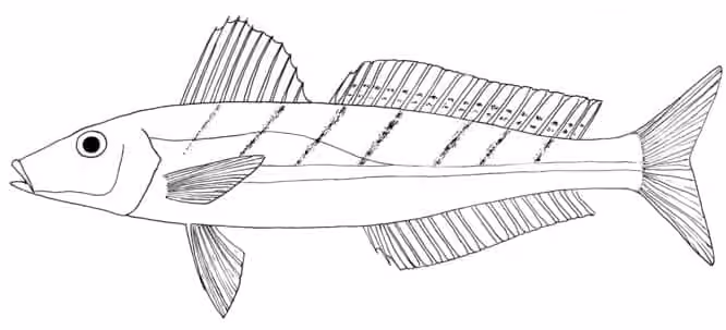Ilustrasi dokumenter Sillago bassensis.