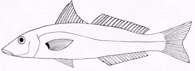 Ilustrasi dokumenter Sillago ciliata.