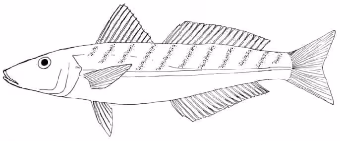 Ilustrasi dokumenter Sillago flindersi.