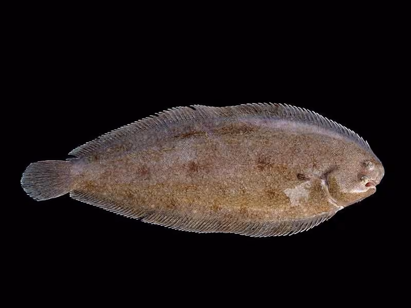 Dokumentasi Solea solea